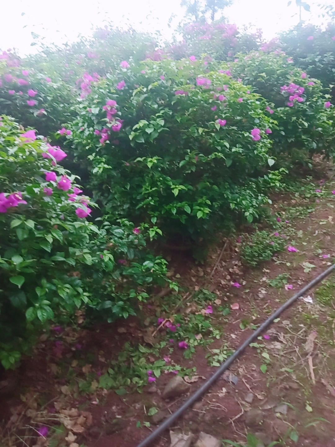 紫花三角梅  自种自销各种规格三角梅