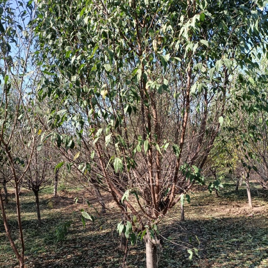 铁岭县山桃苗  山桃，京桃，一级树
