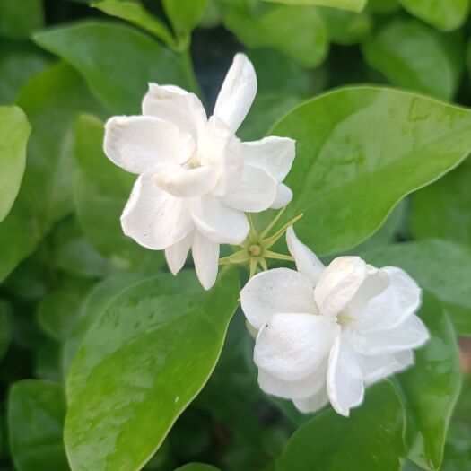 平湖市双色茉莉 茉莉双色