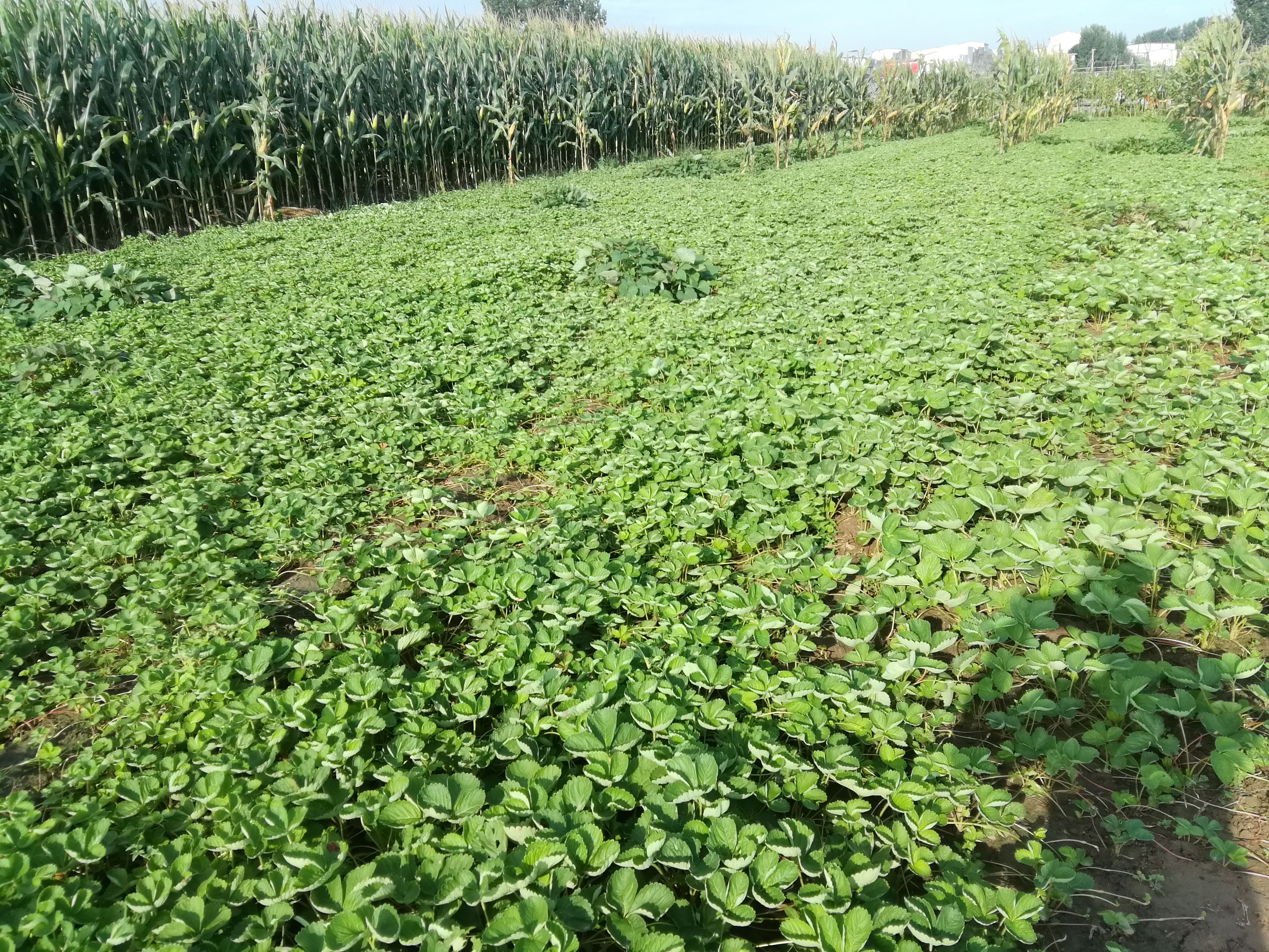 202草莓苗！现挖现发！  包品种！