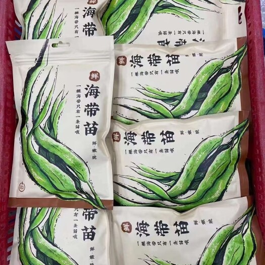 漳浦县鲜海带 新海带苗