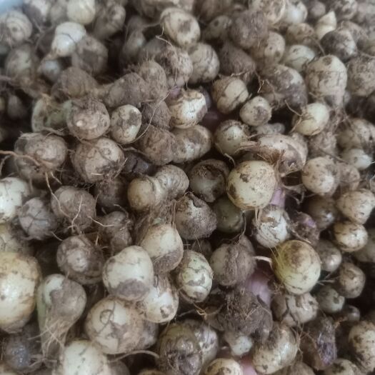 思茅白及  云区南普洱圆白芨_深山里的小白芨