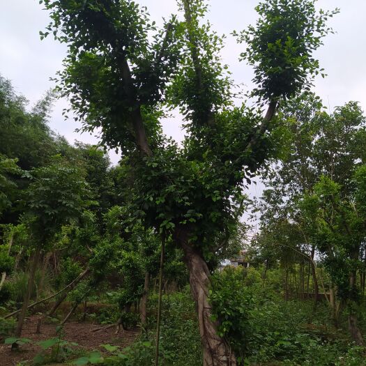 宜宾18－35公分小叶榕树大量现货出售！各种树形规格都有哈