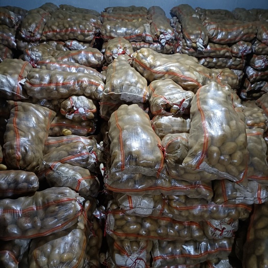 兰考县 精品土豆 荷兰十五 希森 3两起步通天！全国发货！