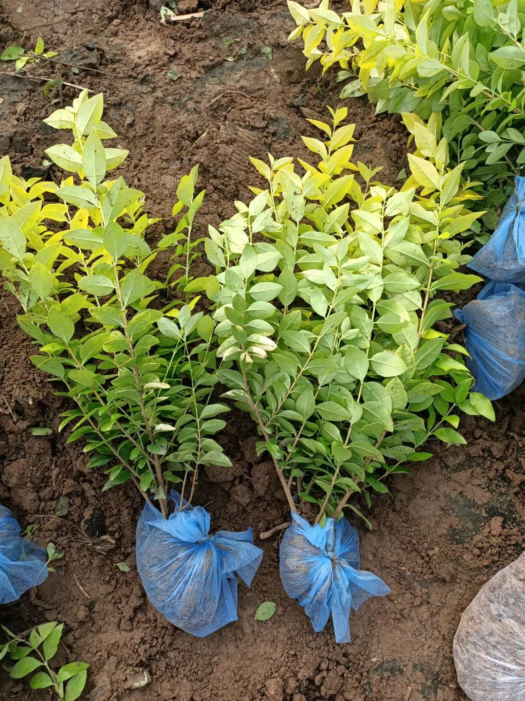 30-80公分高金叶女贞绿篱大量销售中价格优惠质量好