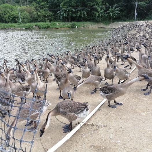 肇庆马岗鹅 肇兴黑棕鹅