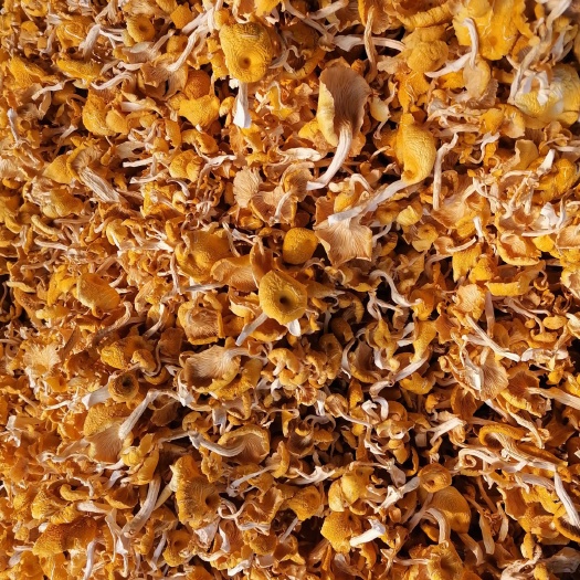 巴彦县黑龙江哈尔滨巴彦县新鲜黄蘑批发产地直供食用菌蔬菜