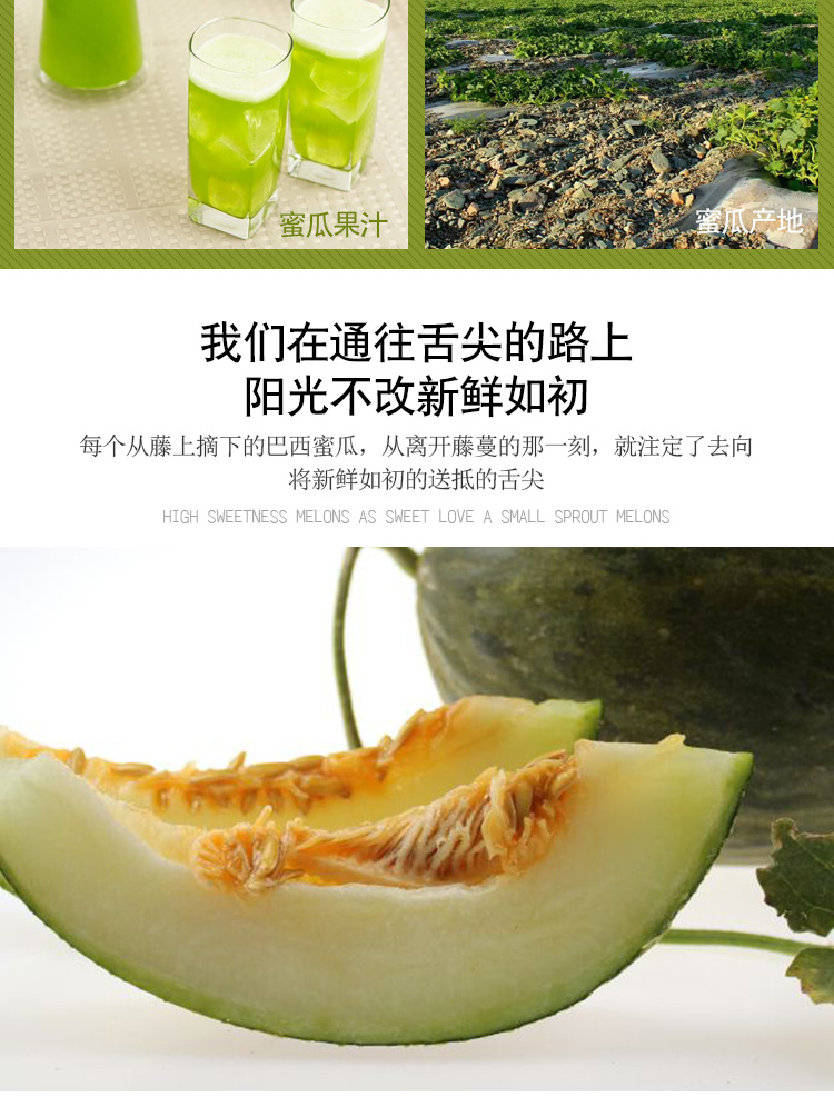 工棚哈密瓜批发巴西清喉哈密瓜 甘肃500亩巴西清喉哈密瓜种植