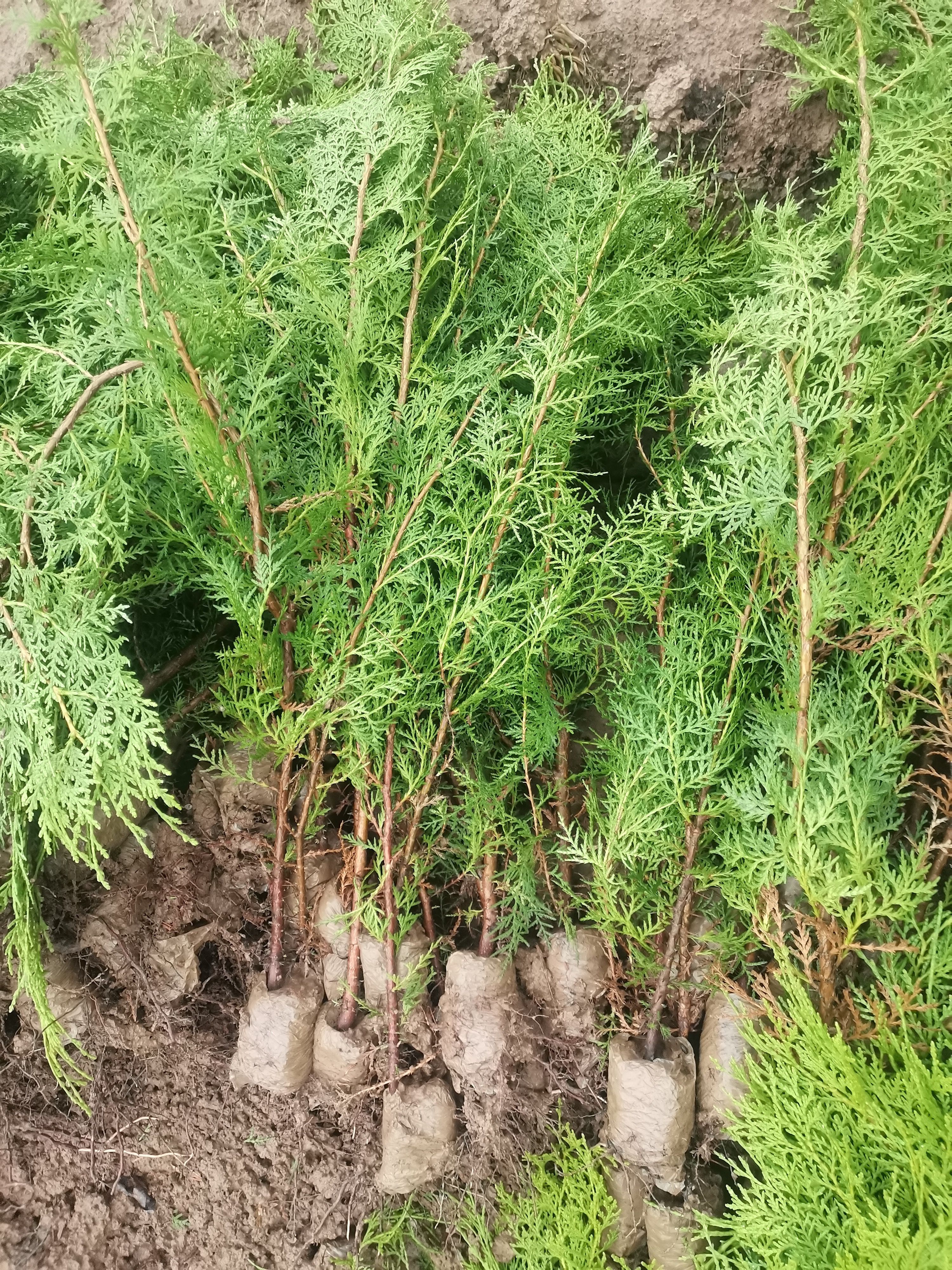 侧柏苗  陕西优质侧柏  低价占地侧柏