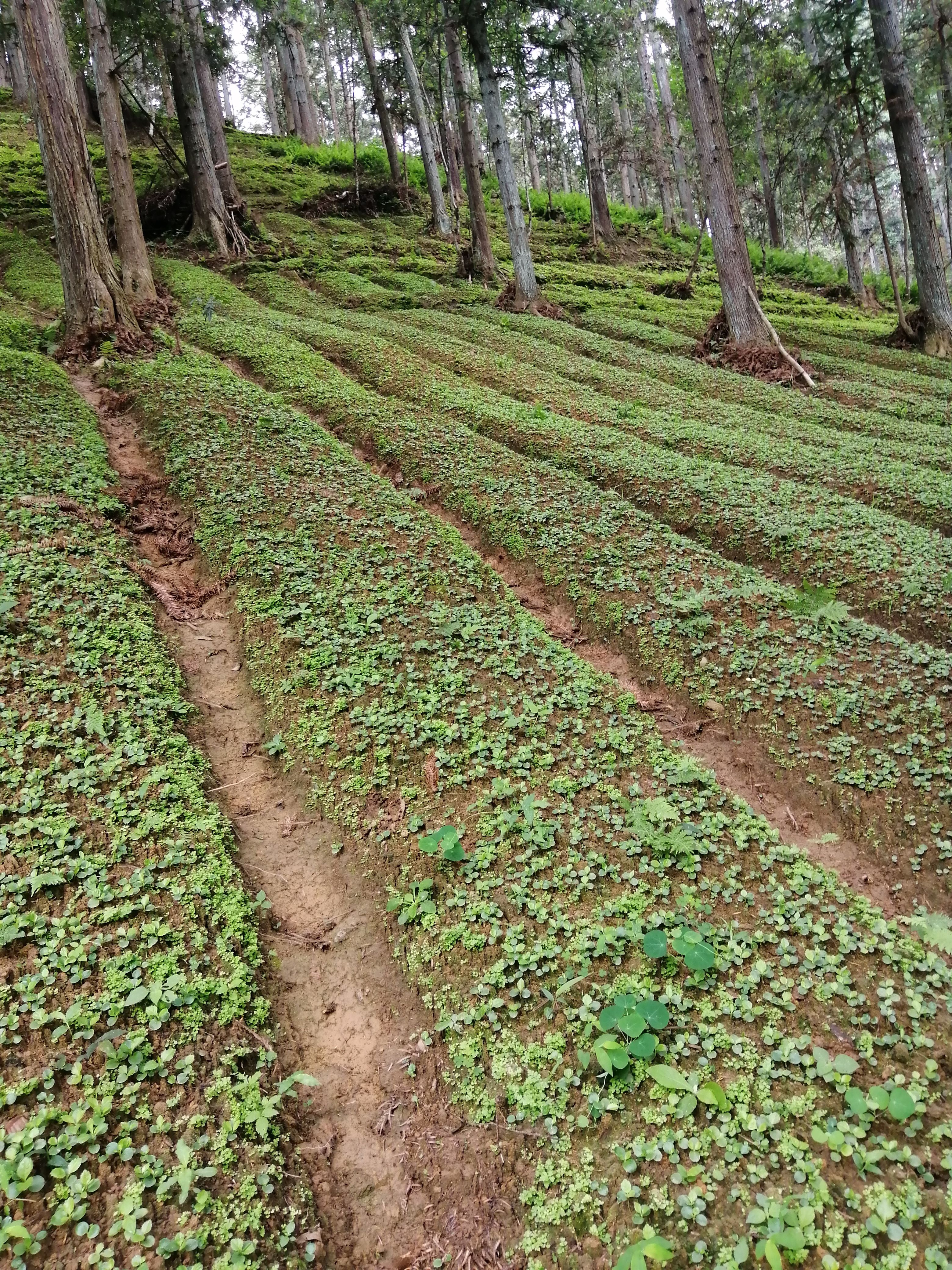草珊瑚，节骨茶苗