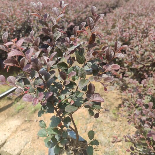 黑珍珠红继木 红继木袋苗5_7