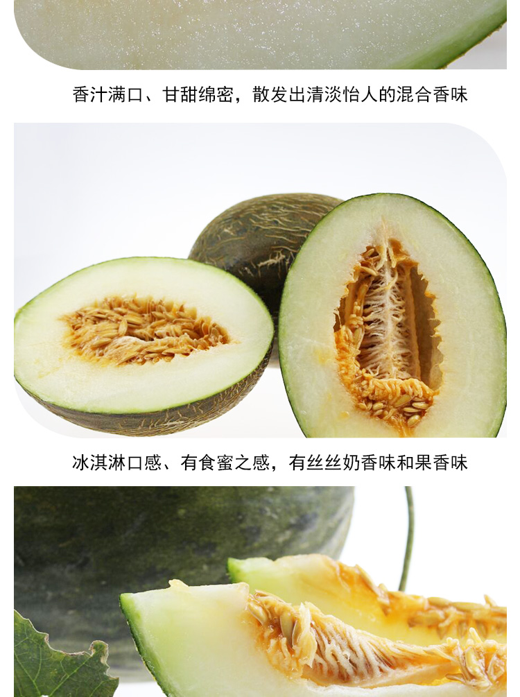 工棚哈密瓜批发巴西清喉哈密瓜 甘肃500亩巴西清喉哈密瓜种植