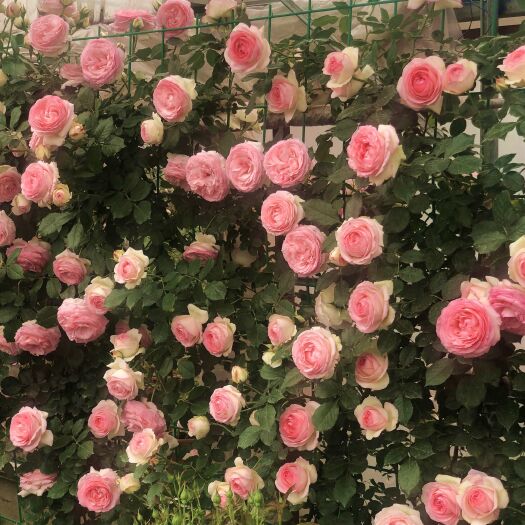 沭阳县藤本月季花苗爬藤植物庭院阳台大花浓香藤本盆栽花卉藤本四季开