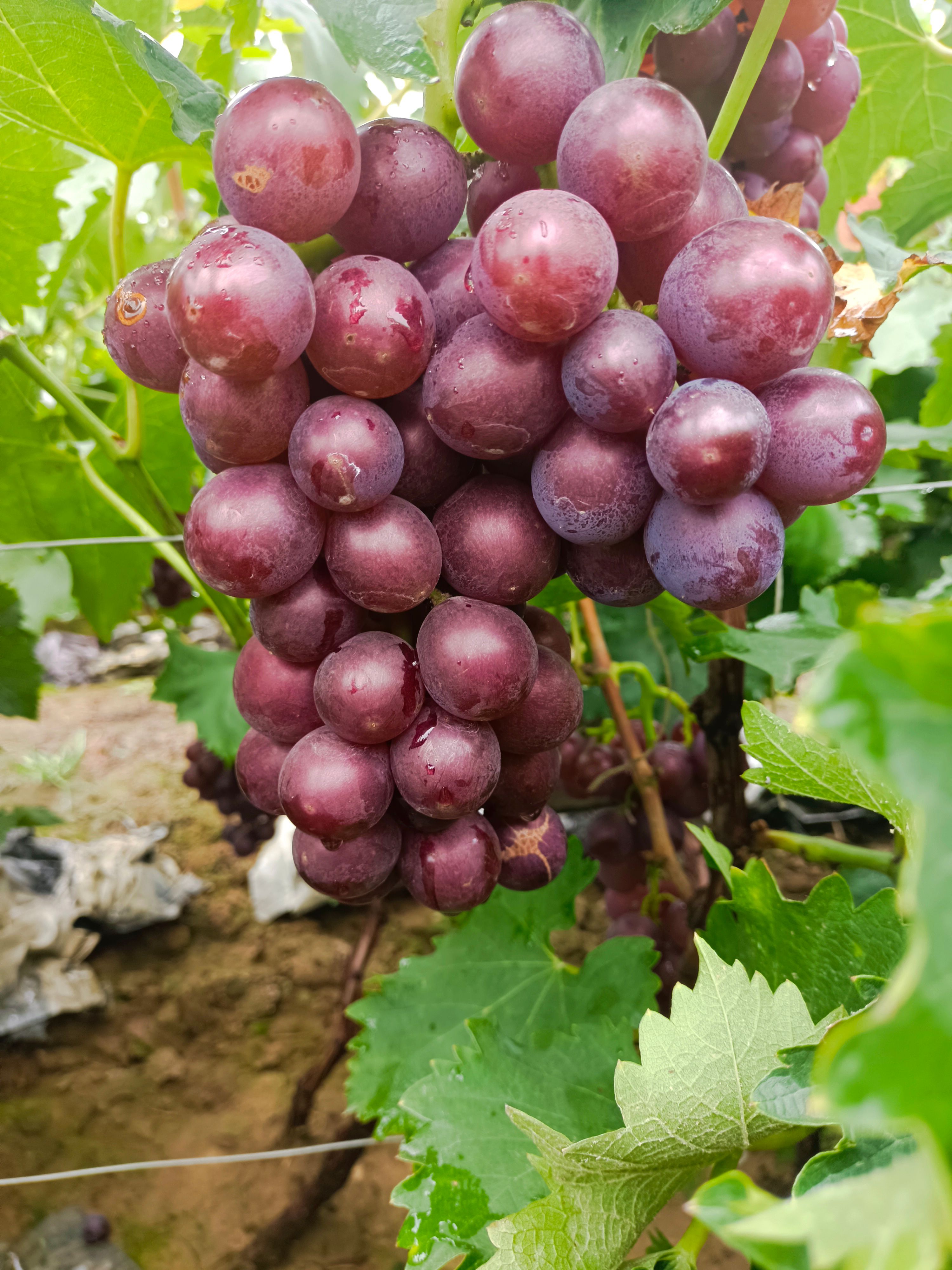 巨峰葡萄大量上市了，货源充足，物美价廉，有需求的客户可以联系