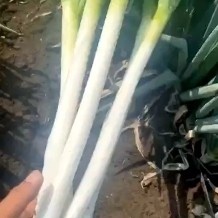 滦平县 铁杆大葱