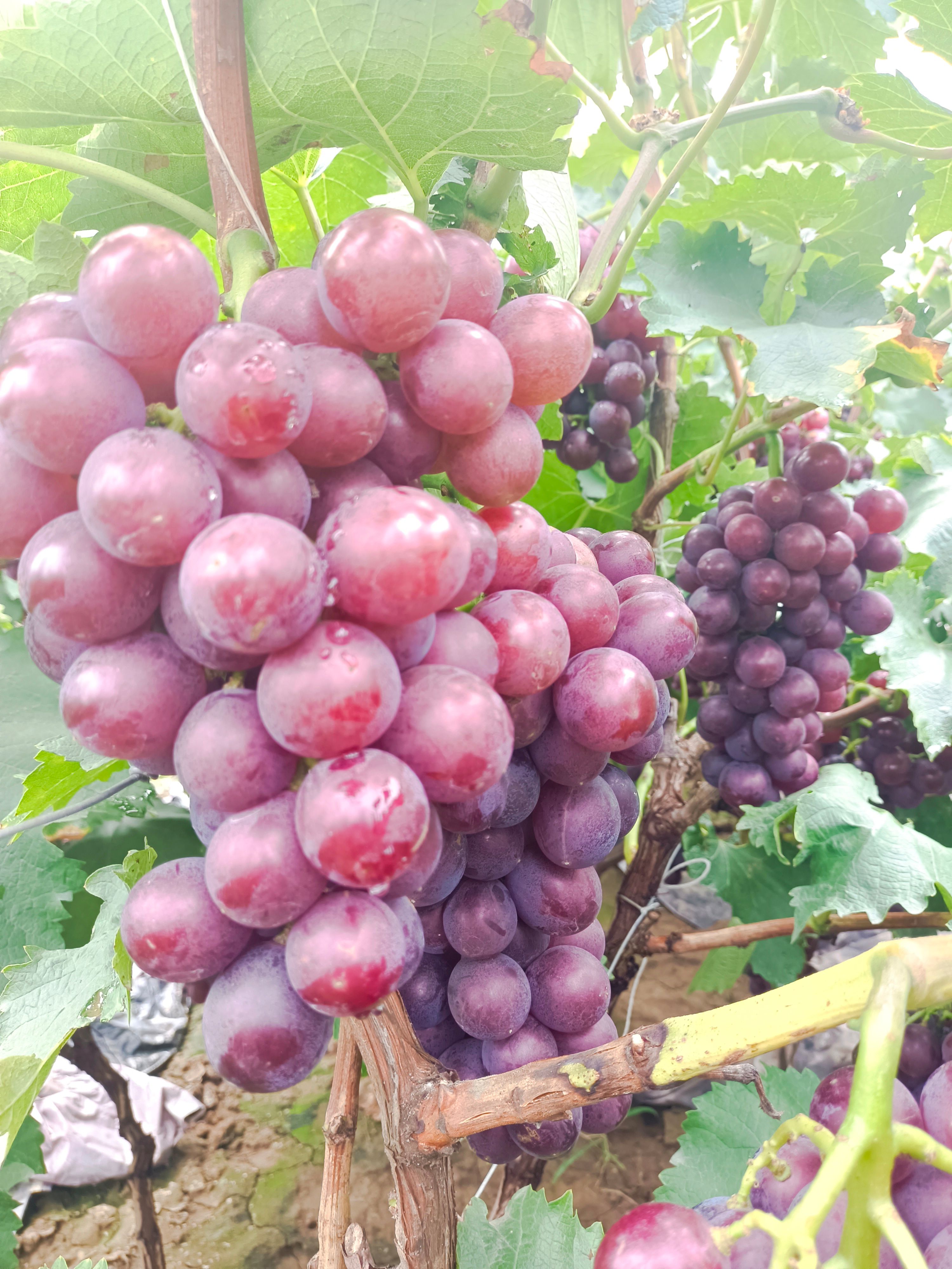 巨峰葡萄大量上市了，货源充足，物美价廉，有需求的客户可以联系