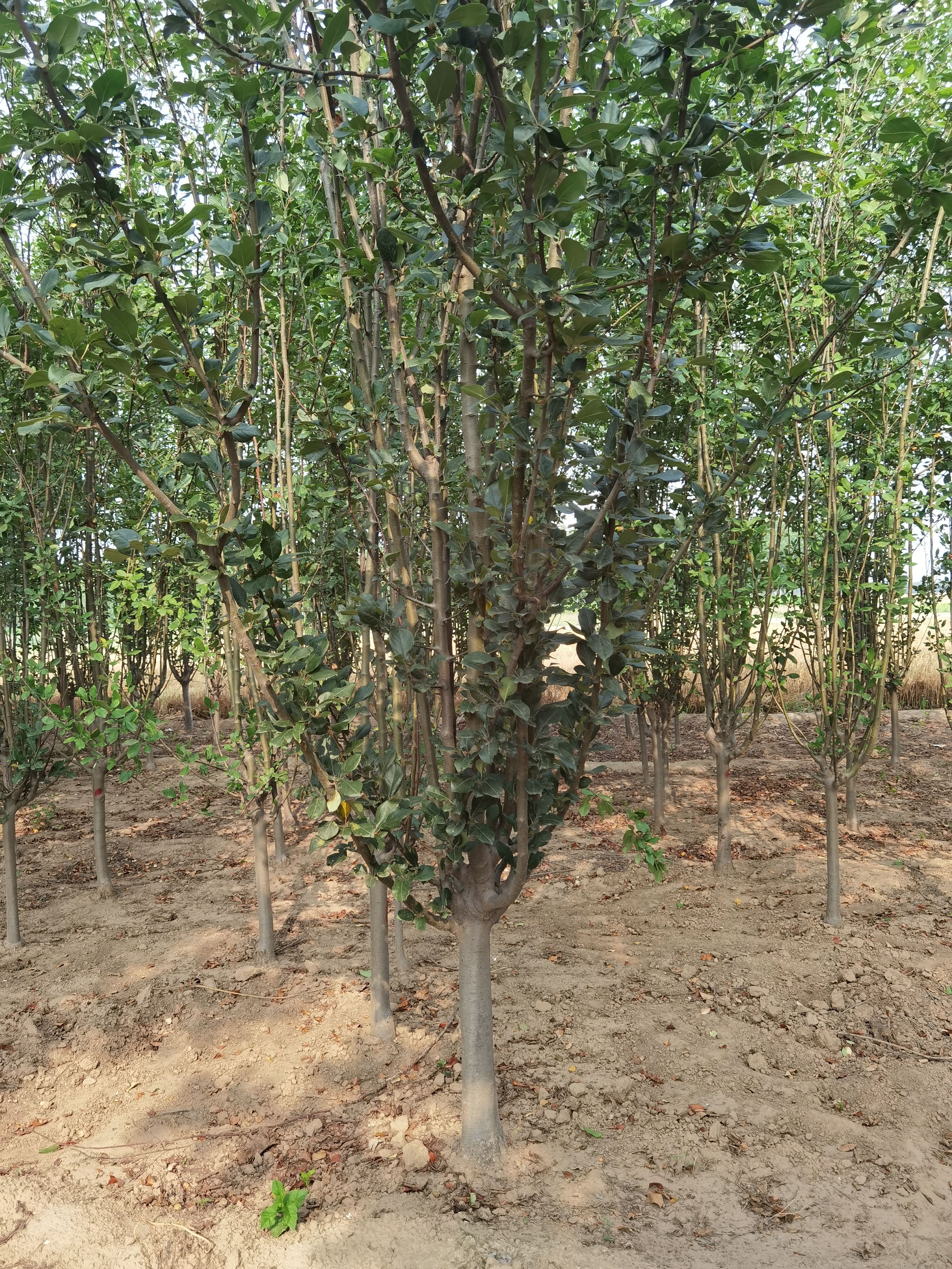 3-15公分西府海棠大量销售中价格优惠质量好数量大