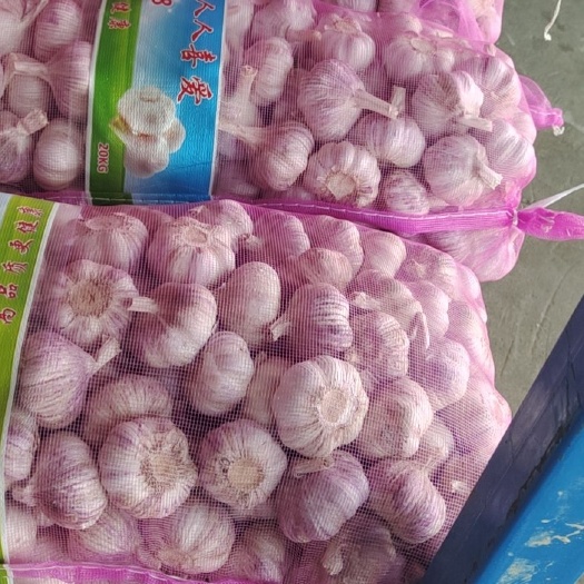 中牟县郑州中牟大蒜电商大蒜，市场，出口大蒜大量供应