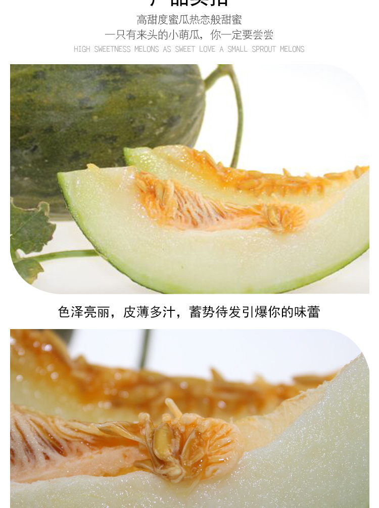 工棚哈密瓜批发巴西清喉哈密瓜 甘肃500亩巴西清喉哈密瓜种植