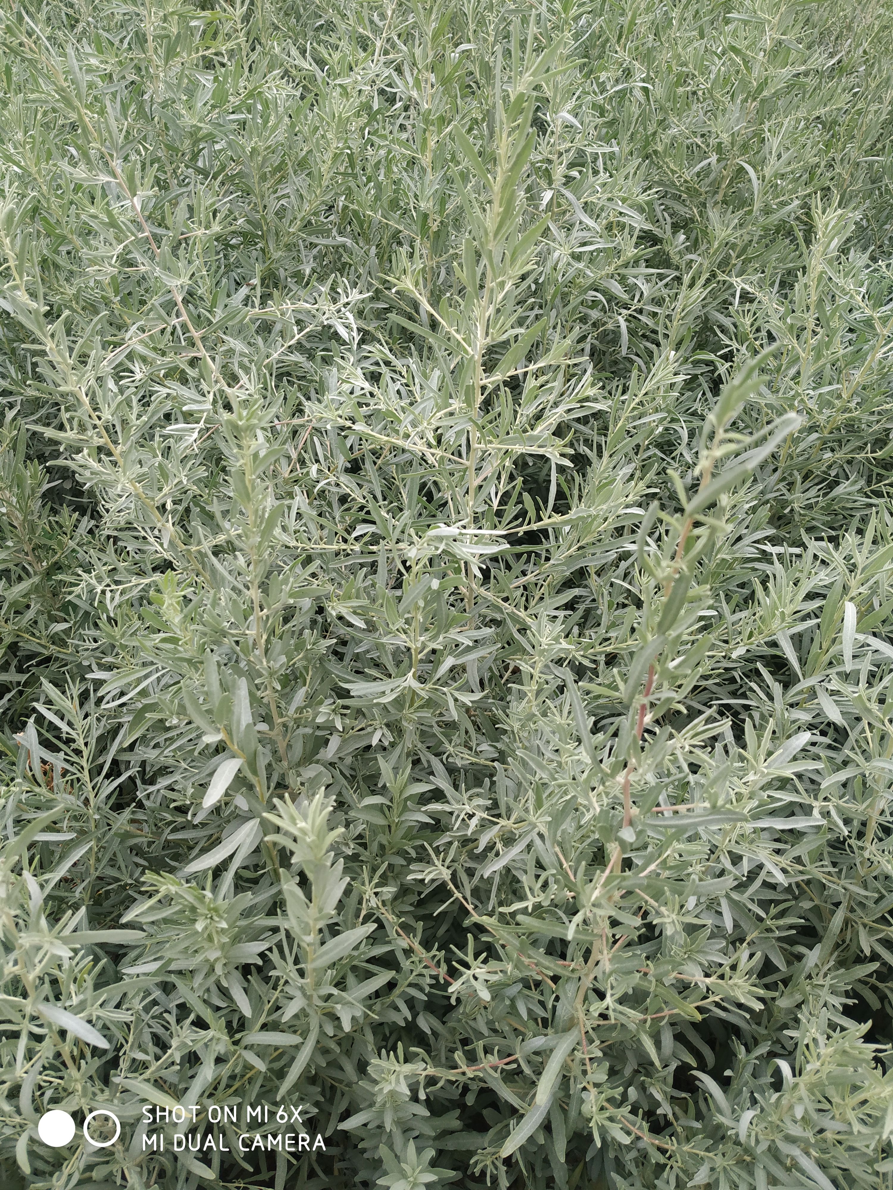 四翅滨藜种苗  2023年四翅滨藜苗木出售  一年生