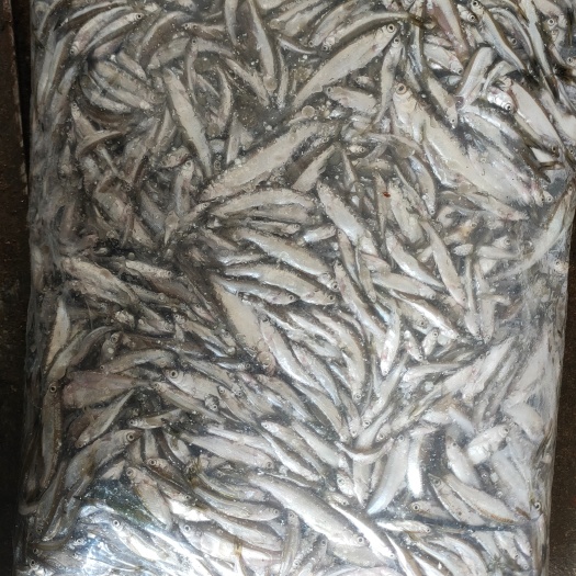 东港市白条鱼 精品3-6饲料小白条，欢迎实地考察订做，一天3吨左右量