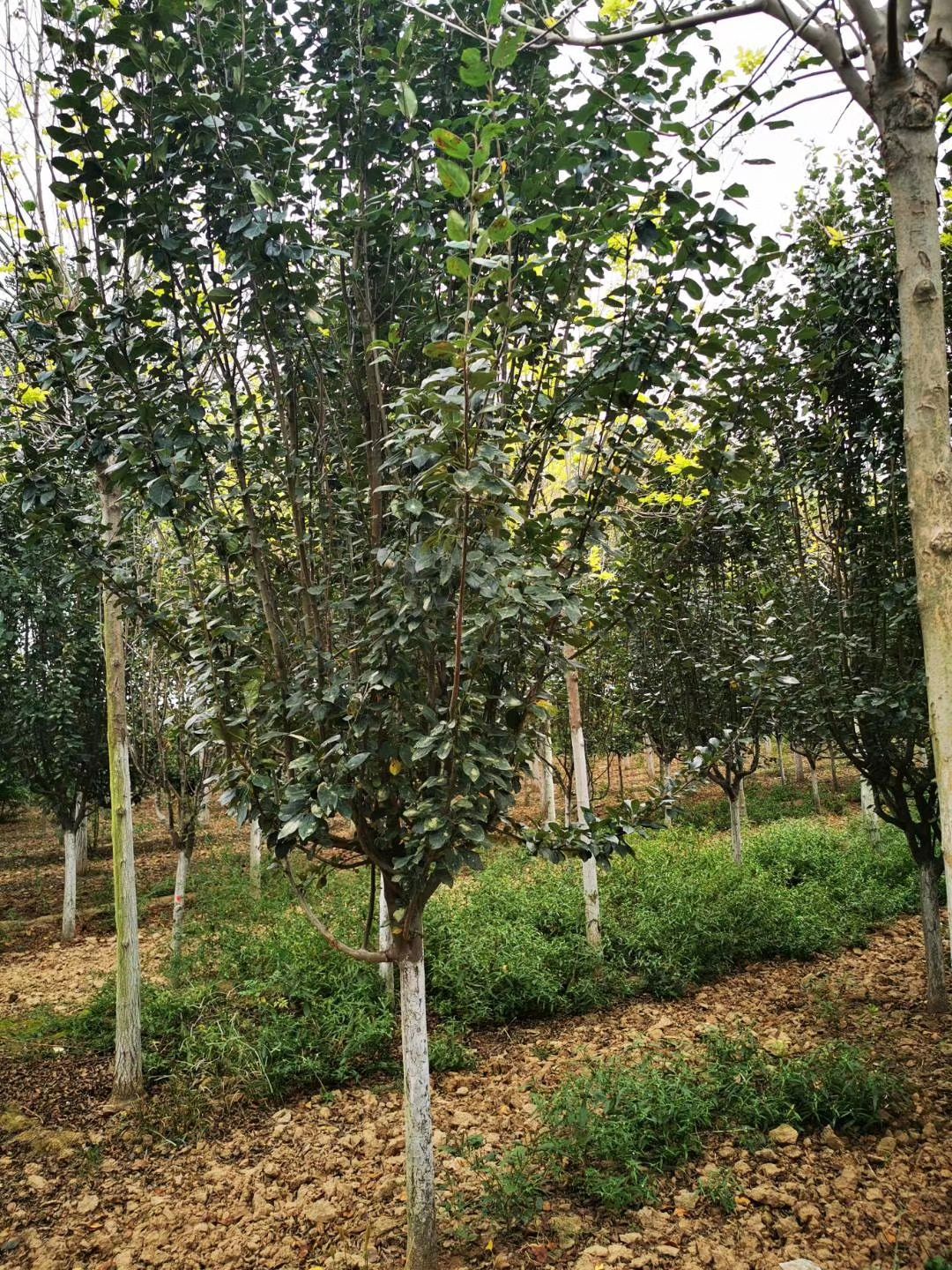 3-15公分西府海棠大量销售中价格优惠质量好数量大