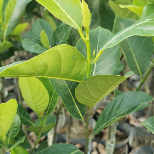 普宁市马来西亚一号菠萝蜜苗  菠萝蜜果苗 树菠萝 马来西亚一号