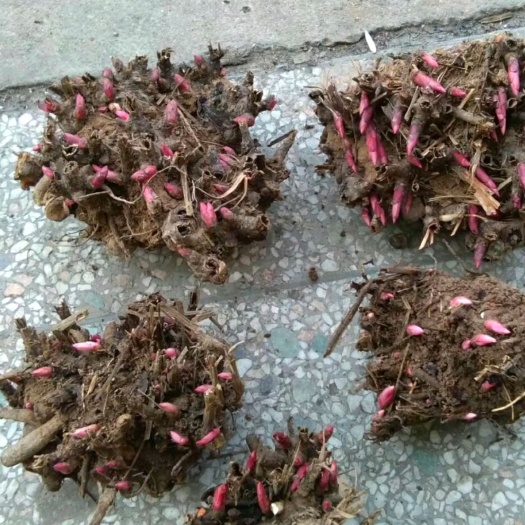 亳州 白芍芽头
