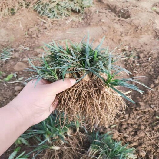 日本矮麦冬草耐寒耐踏庭院园林绿化草坪植物矮生麦冬草苗玉龙草苗