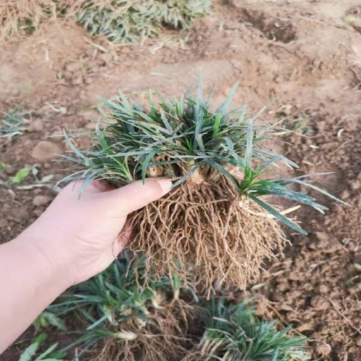 沭阳县日本矮麦冬草耐寒耐踏庭院园林绿化草坪植物矮生麦冬草苗玉龙草苗