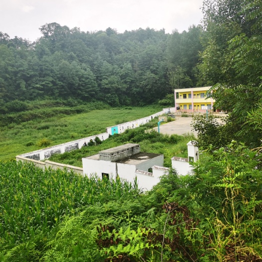 赫章县 核桃