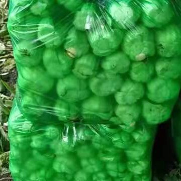 沈阳上海青  北方小油菜
