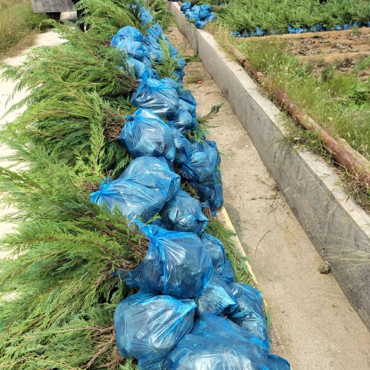 沙地柏树苗营养杯苗《防风固沙矿区覆盖》绿化工程小苗石山回绿