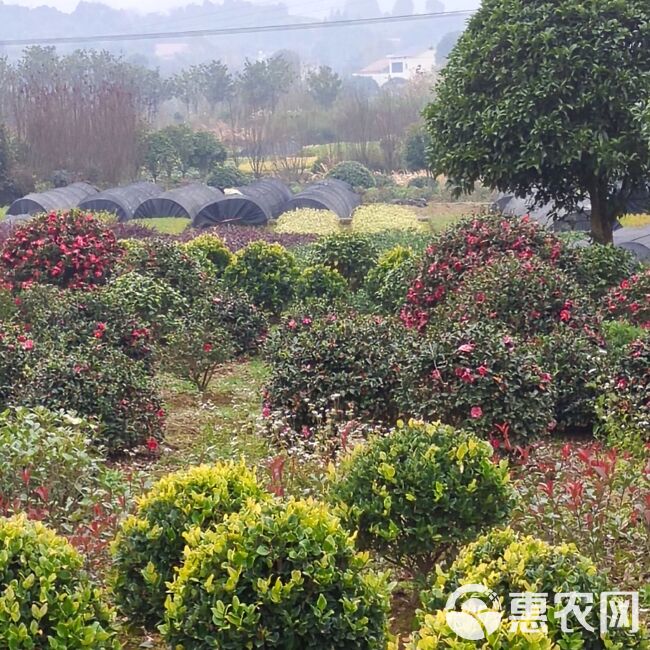  金森女贞苗金森女贞球基地批发