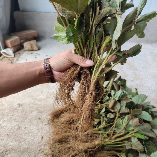 泰安法兰地草莓苗基地批发价格，法兰地草莓苗哪里有卖多少钱一颗