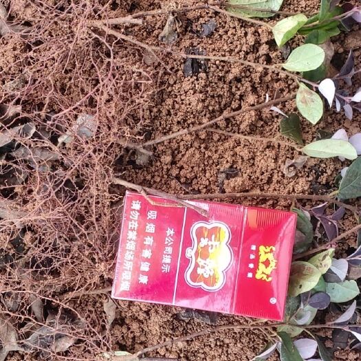 荔浦市黑珍珠红继木  红花檵木仟插小苗