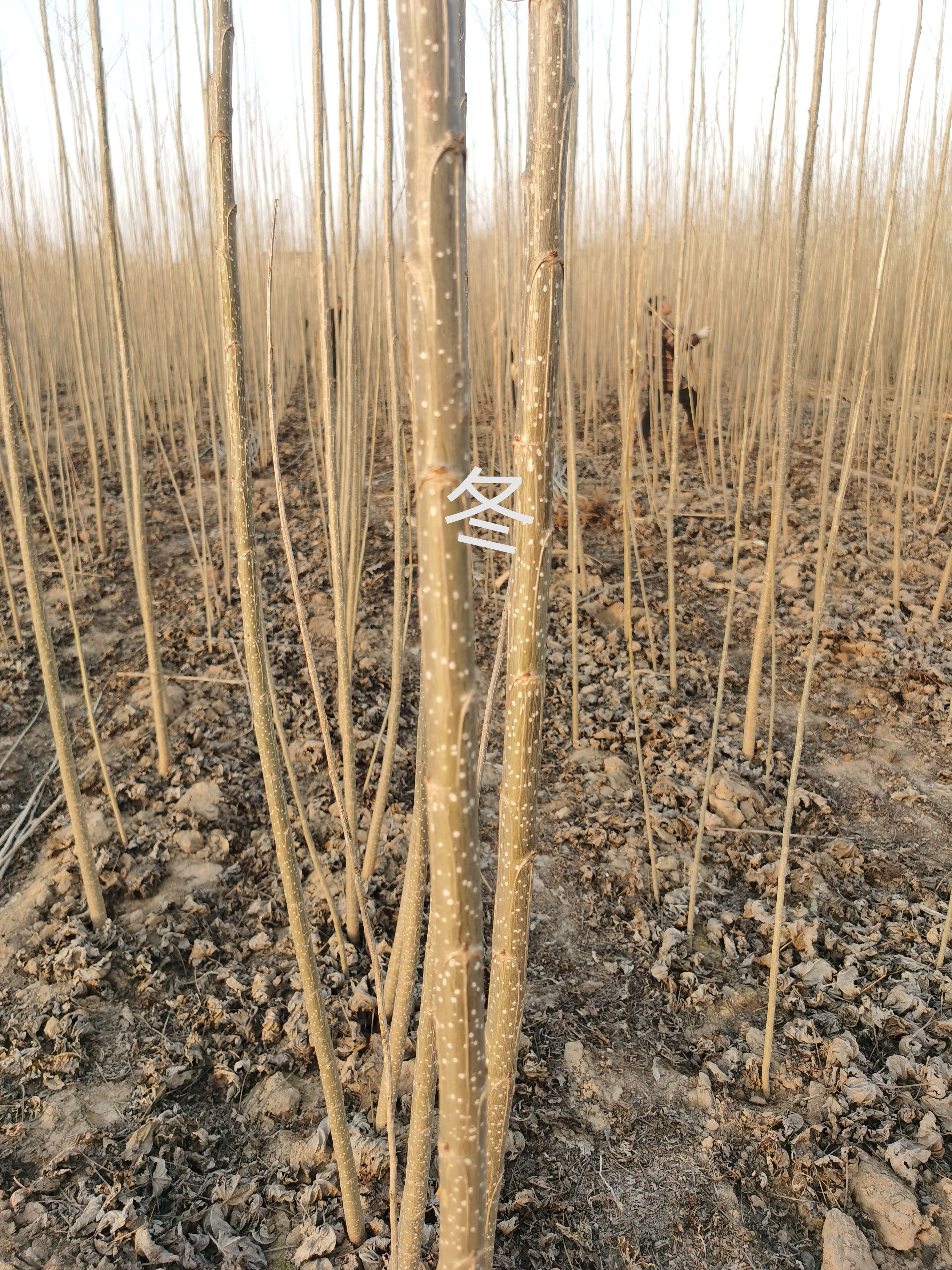 速生小城黑  杨树苗 小黑快杨树苗