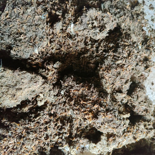 钦州 谷壳鸡粪