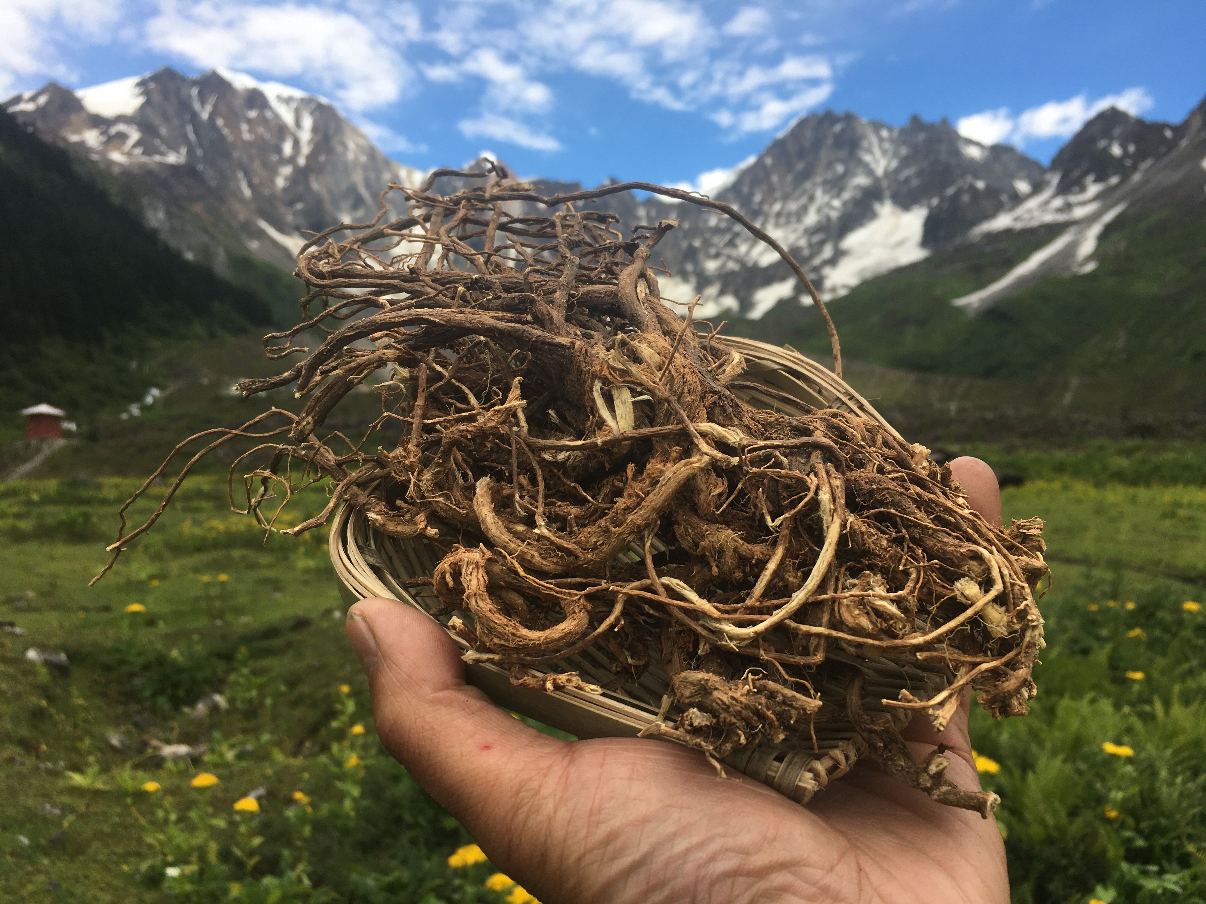 黄芪 西藏黄芪 西藏产地直发 一手货源 品质保证