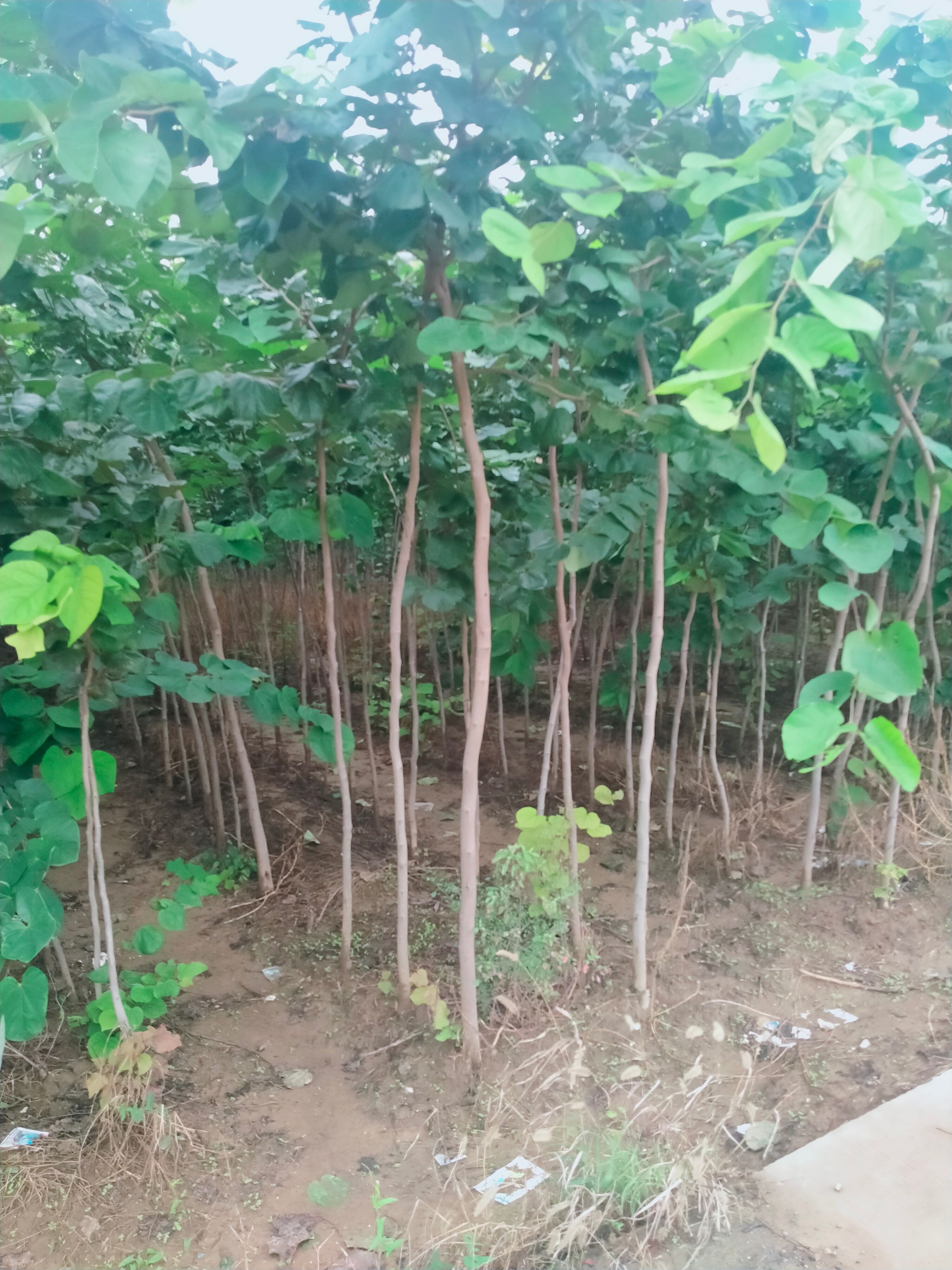  巨紫荆2—3—4公分