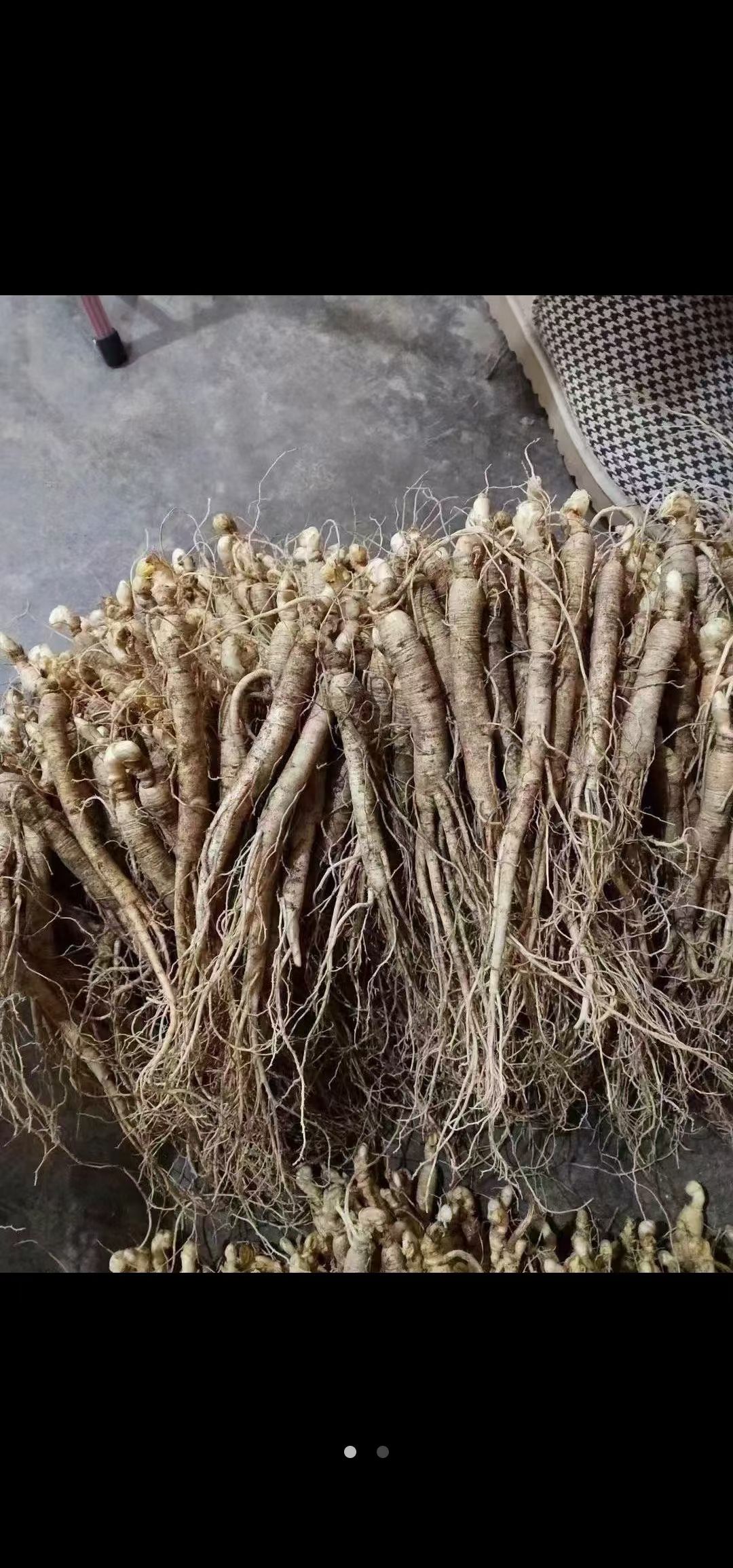 园参  [包邮吉林长白山当季鲜参自家种植产地直发坏烂补发