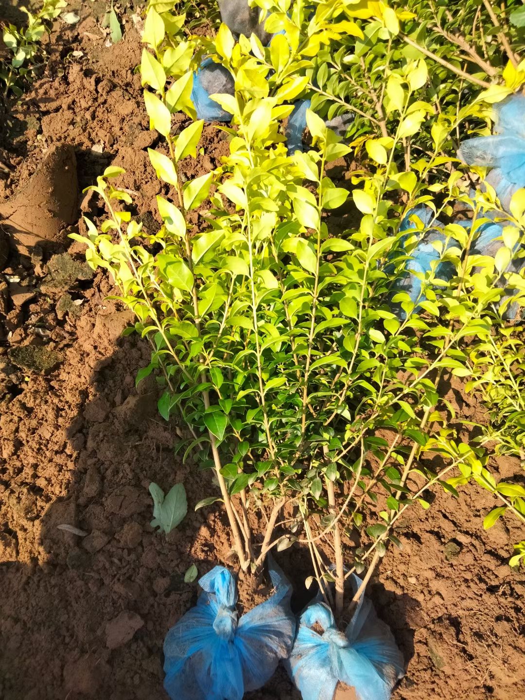 金森女贞   40-1米高  大量销售中价格优惠质量好数量大