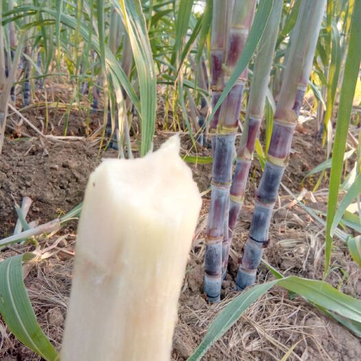 宁远县湖南黑皮甘蔗，新鲜脆甜，十月上市。