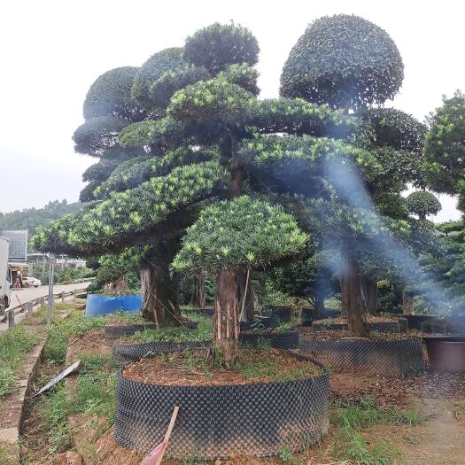 长沙造型罗汉松 罗汉松造型树景观型批发零售
