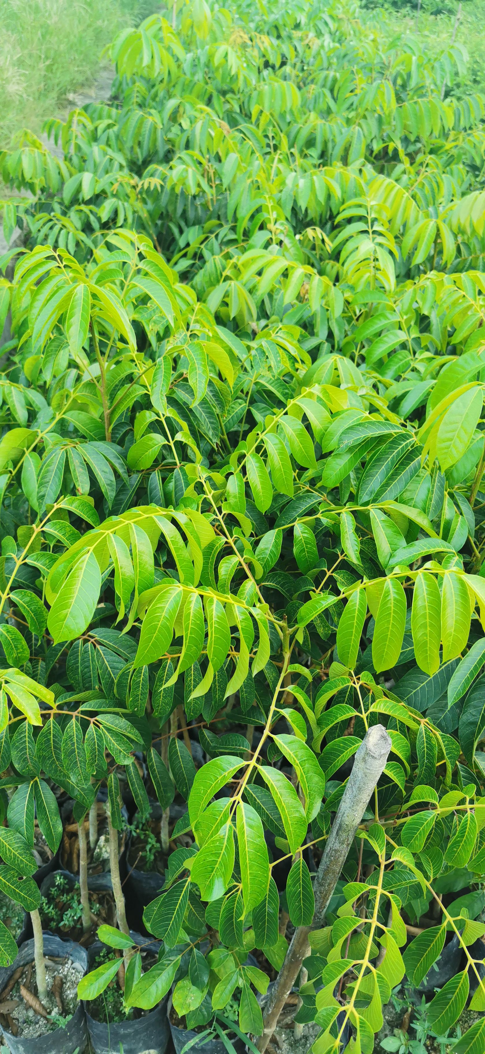 青橄榄苗  青橄榄 实生苗 嫁接苗 甜种橄榄 三捻橄榄袋苗