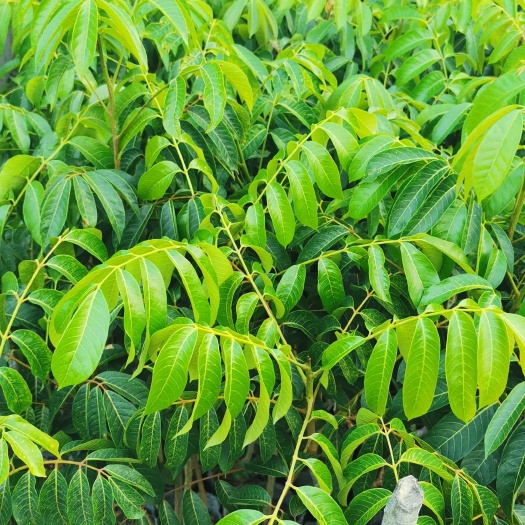 普宁市青橄榄苗  青橄榄 实生苗 嫁接苗 甜种橄榄 三捻橄榄袋苗