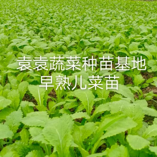 眉山儿菜苗，早熟儿菜苗