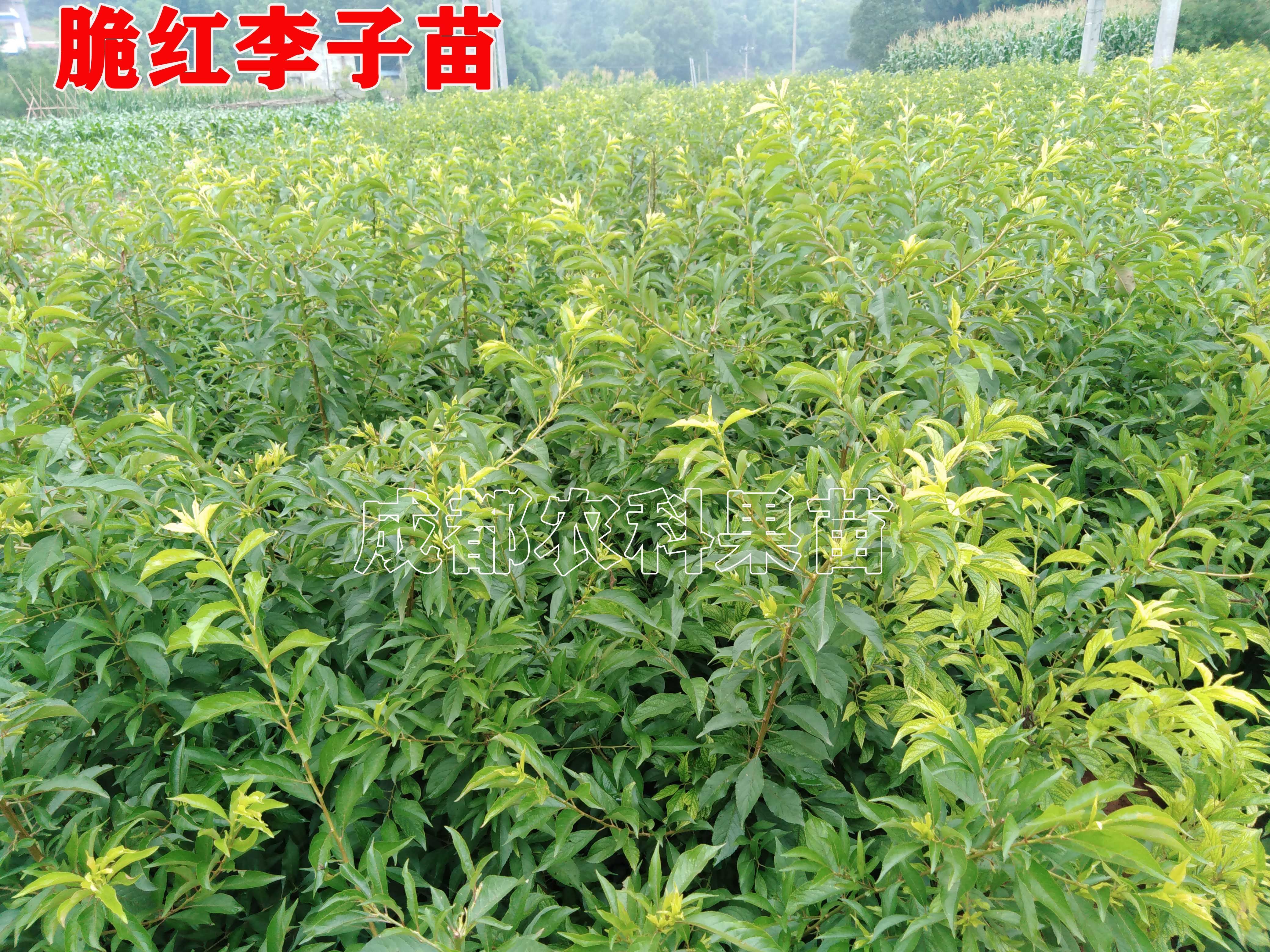 蜂糖李树苗李子苗品种纯正粗壮根系完整如假包赔指导技术包售后