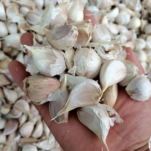 邯郸白皮蒜  三角瓣