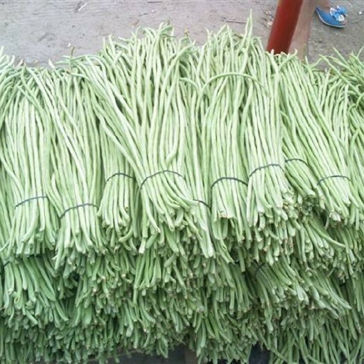濉溪县白条豆角 豆角大量上市地头热批中，需要的新老客户请莅临指导合作。谢谢